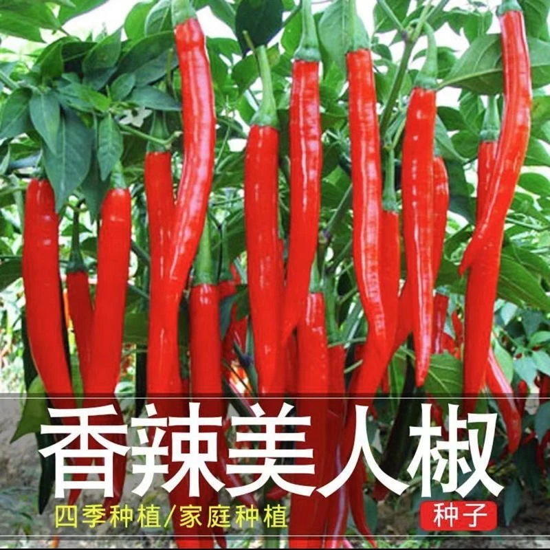 8819线椒种子超长特辣蔬菜种子二金条红辣椒种籽四季播种盆栽阳台