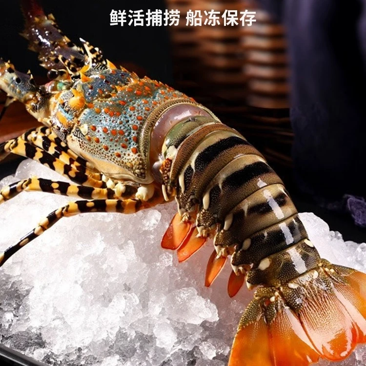 冻发墨青龙虾 澳洲龙虾士顿龙虾波龙花龙纯海鲜顺丰包邮野生进口