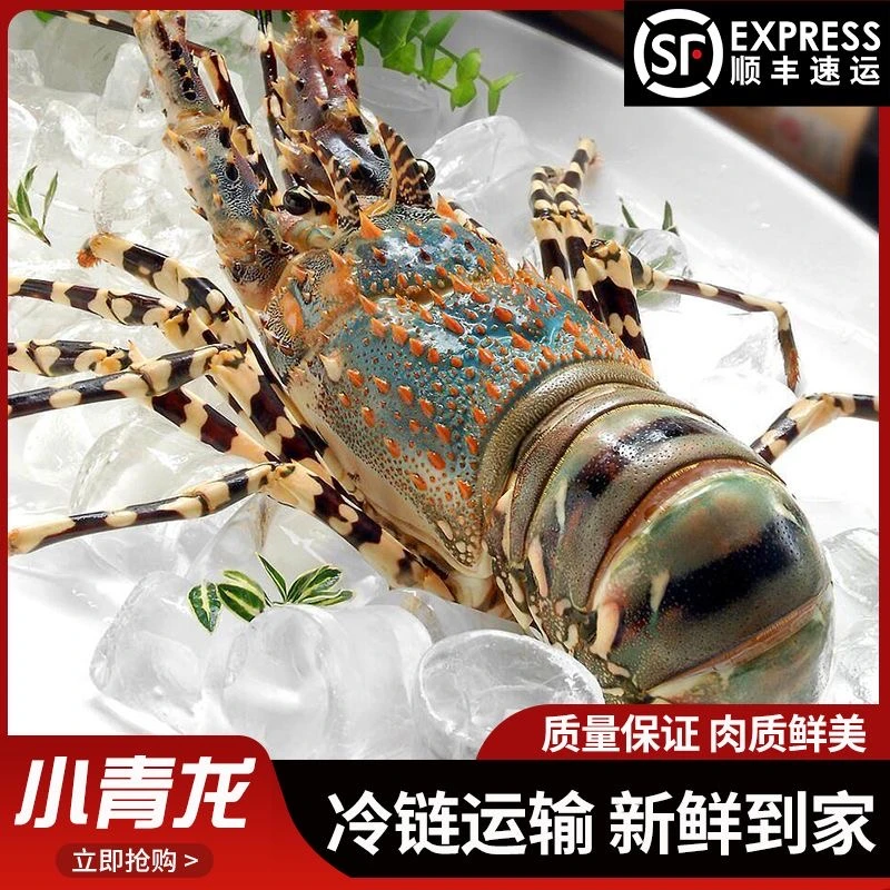 小青龙虾 澳洲龙虾波龙花龙纯海鲜-60-100G/只 顺丰包邮野生进口