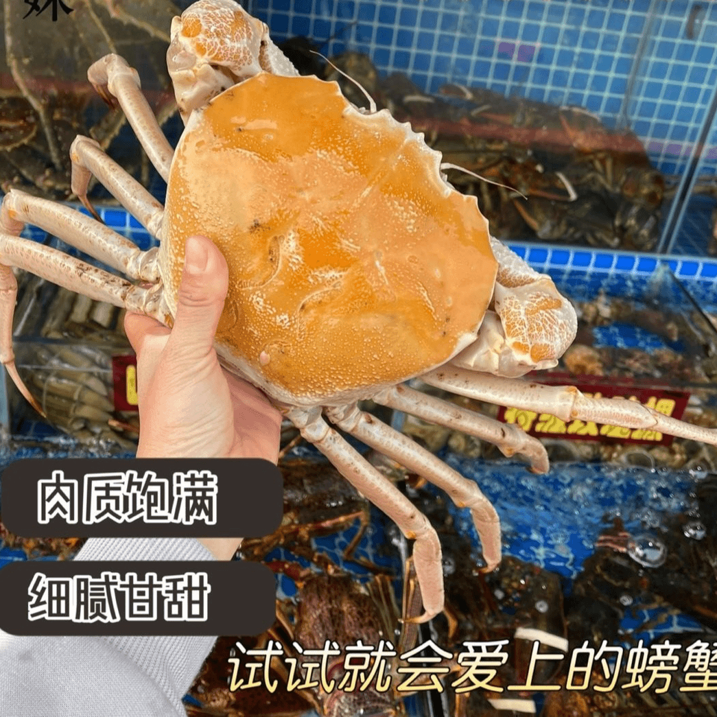 澳州黄金雪蟹 野生进口水晶蟹皇后蟹生猛海鲜1斤价顺丰包邮