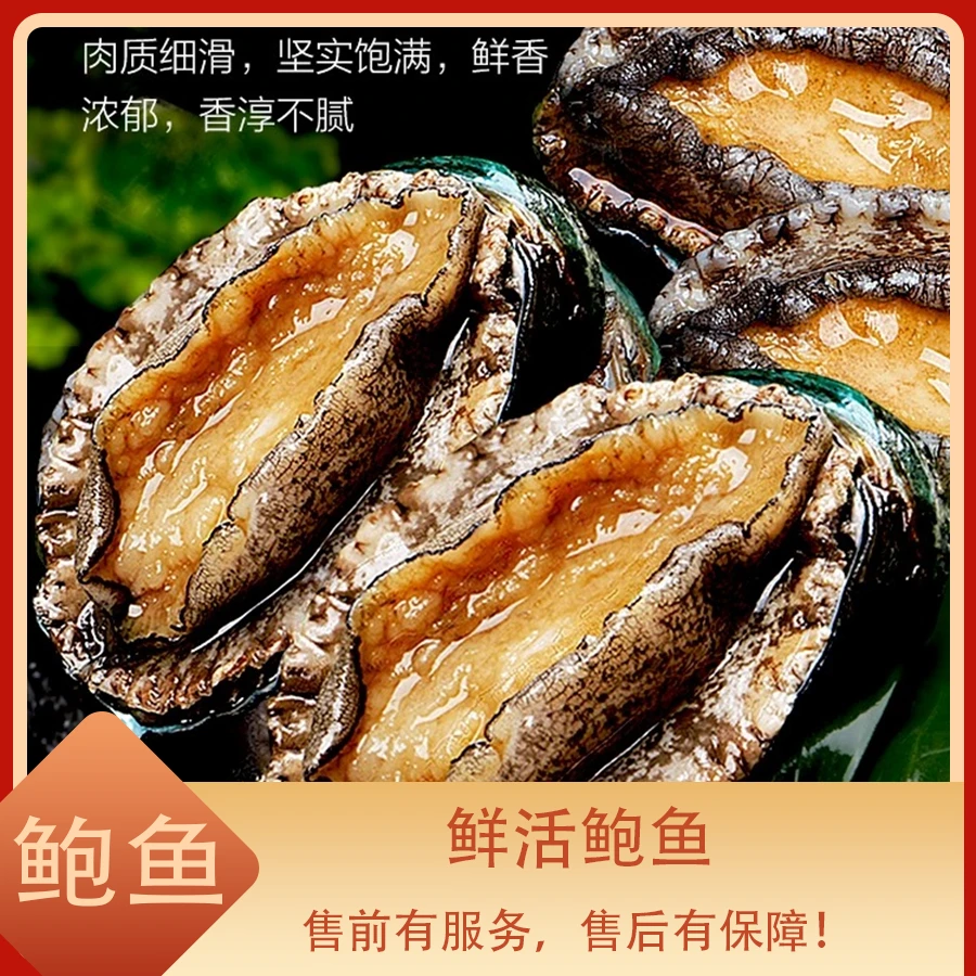 鲜活鲍鱼 江浙沪皖充氧活发【保鲜不保活】 其余省份压冰发货