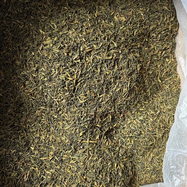 古茶树螃蟹脚《老货嫩芽尖》