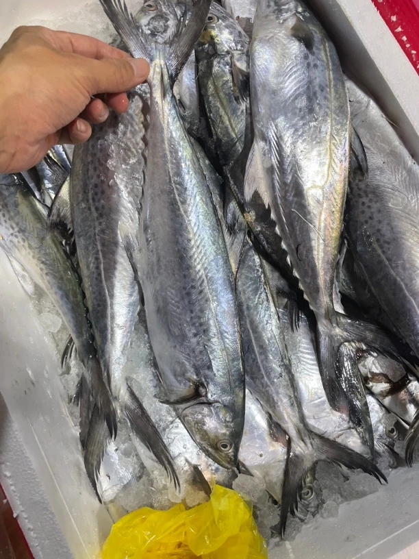 汕尾 白腹马鲛鱼扁胶 肉嫩有油脂