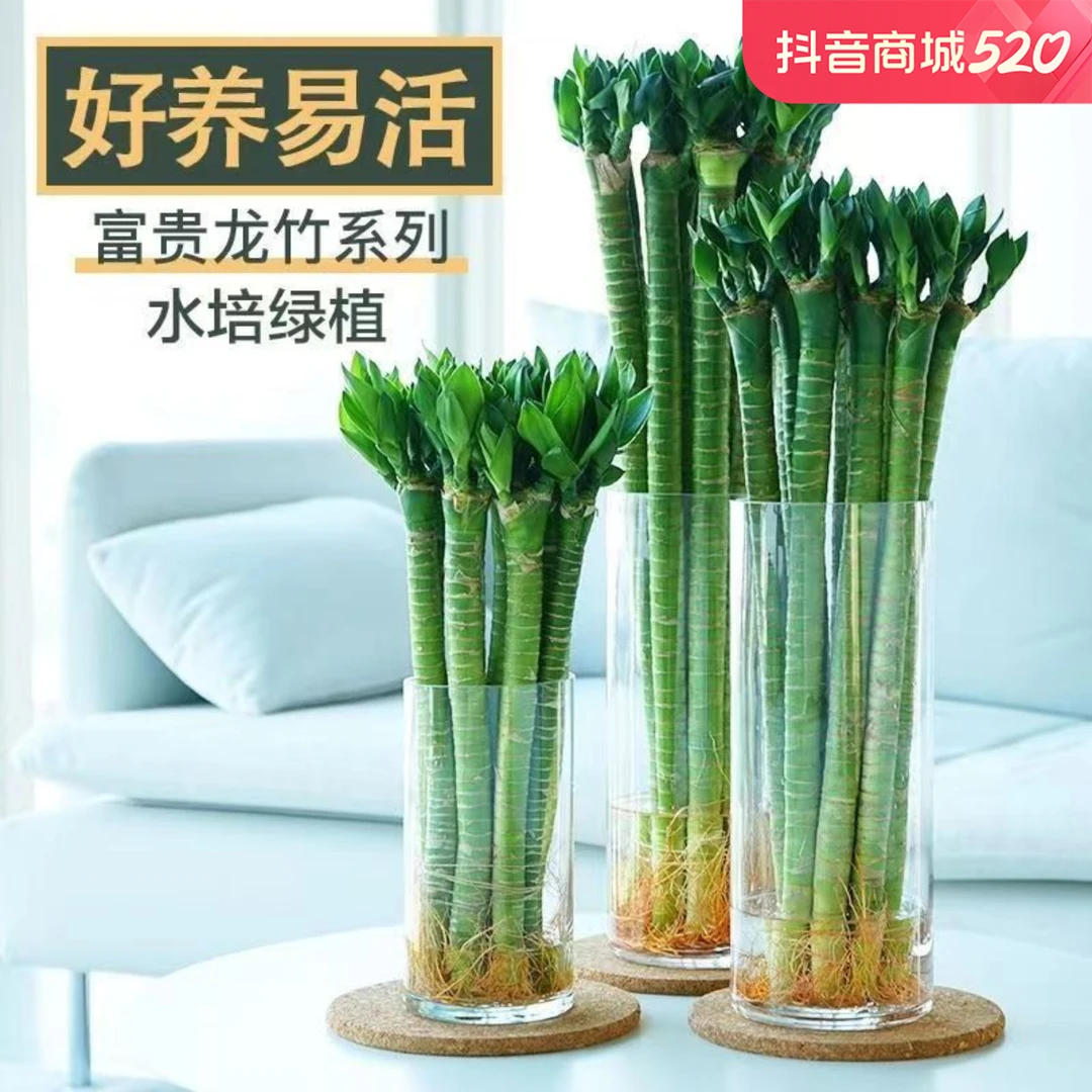 富贵竹龙竹观音竹荷花竹水培发财竹植物造型四季常青花卉净化空气