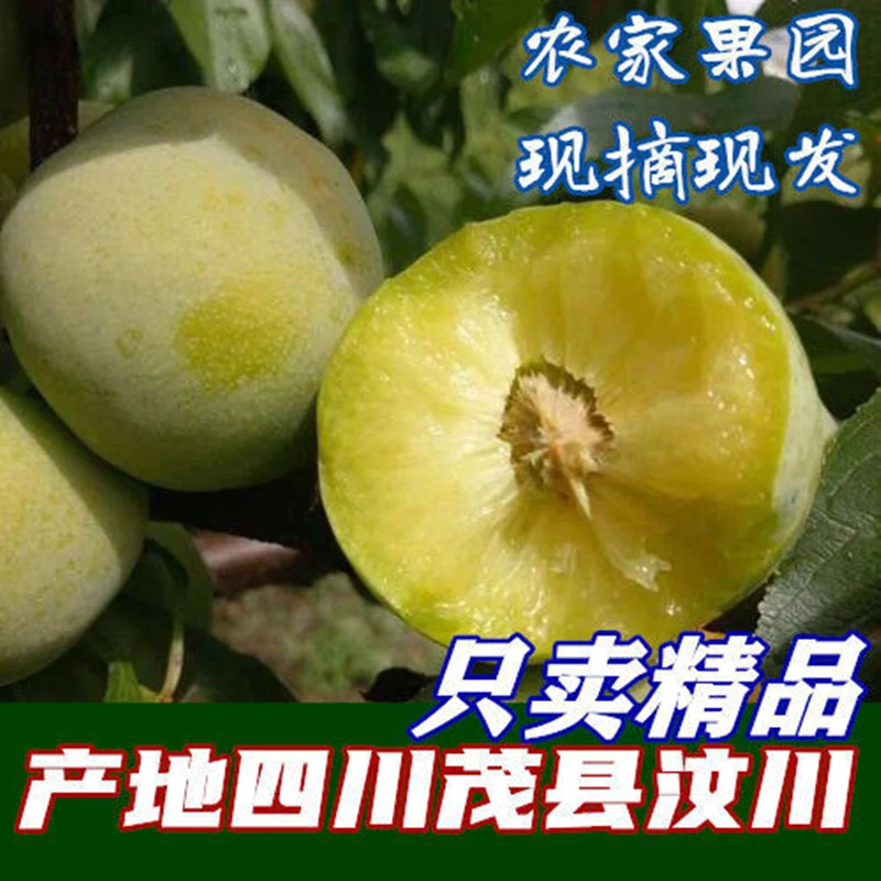 正宗汶川茂县李子应季四川脱骨青脆李脆骨李农家果园现摘现发水果