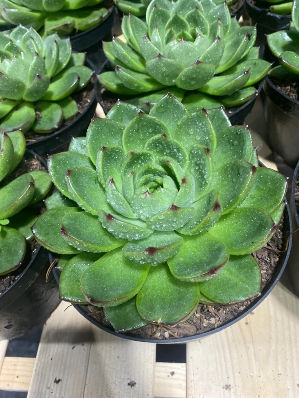 超大月亮石 全场满十九包邮