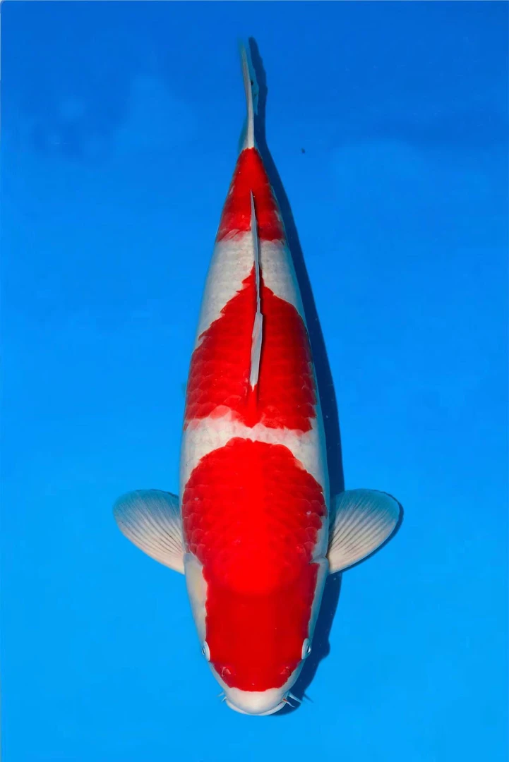 血统锦鲤红白观赏鱼大正昭和包邮鱼饲养耐活发货活体养殖锦鲤鱼