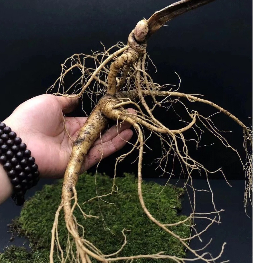 桓仁大东沟人参链接2