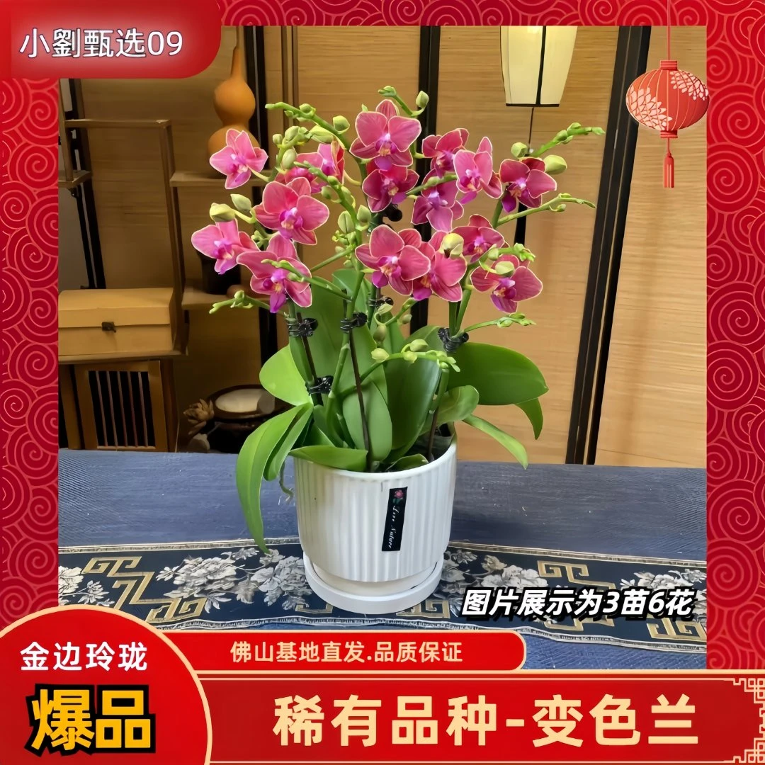 兰庭府【金边玲珑09】精品蝴蝶兰室内花卉盆栽办公室客厅送礼
