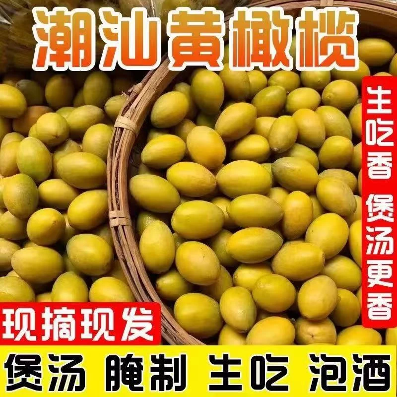 潮汕特产现摘新鲜香种黄橄榄檀香生吃甘香浓郁泡酒煲汤腌制