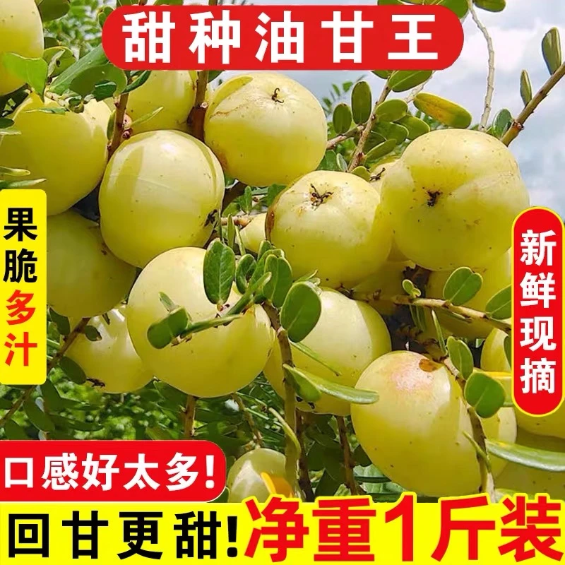 潮汕崩坎油甘新鲜油甘果柿饼油甘 1斤装