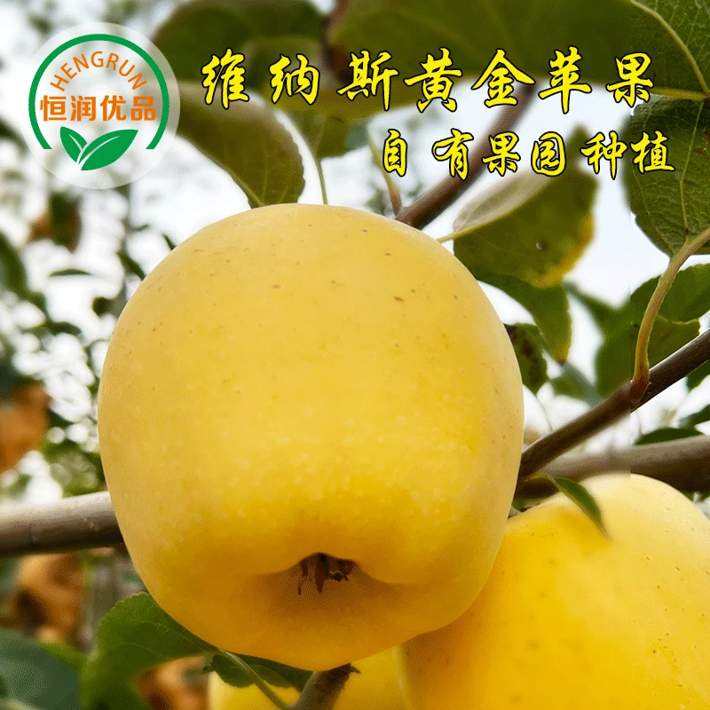 恒润优品维纳斯黄金苹果品种正宗山东烟台产地发货苹果冰糖心果园