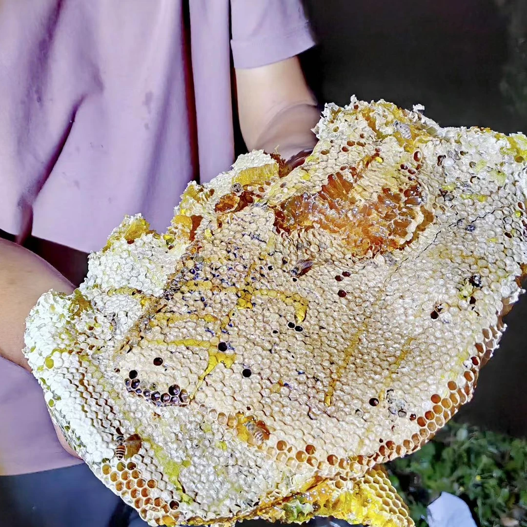 【巢蜜】四川大巴山生态土蜂中蜂百花巢蜜无础巢蜜一年只取一次500g