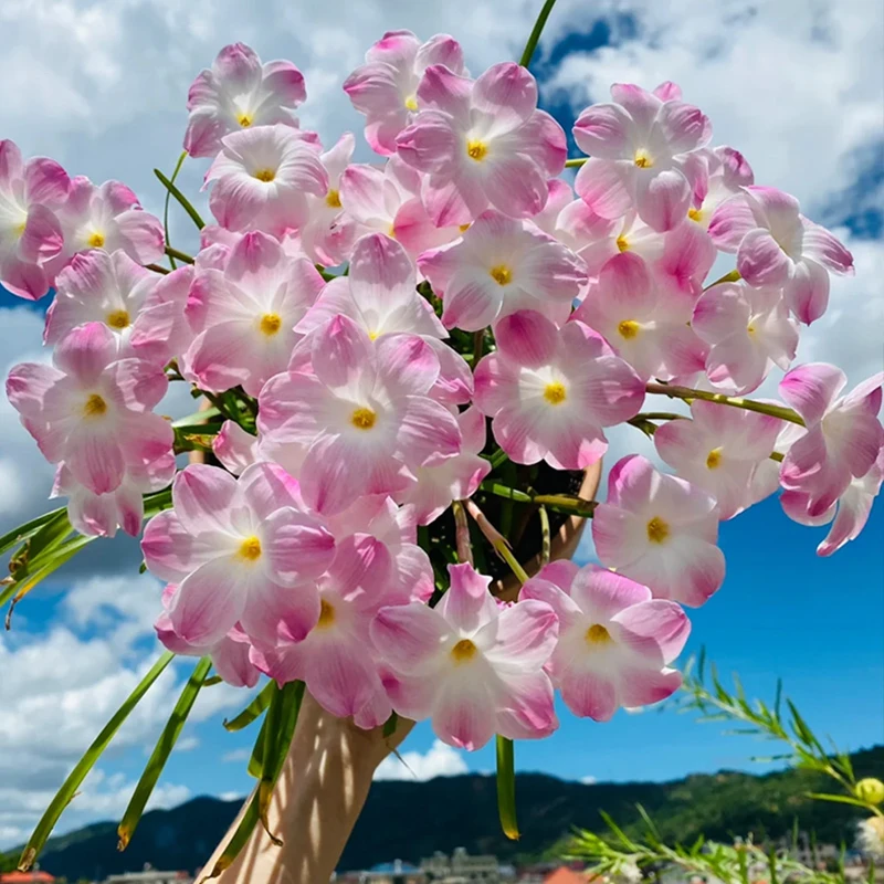 【9.9元11颗送肥料盆】四季开花风雨兰种球重瓣葱兰花苗庭院花卉养