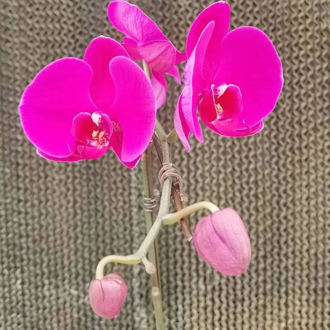 【花之漫】(大辣椒)不售后两颗2.8寸杯带花带花苞单剑蝴蝶兰花卉