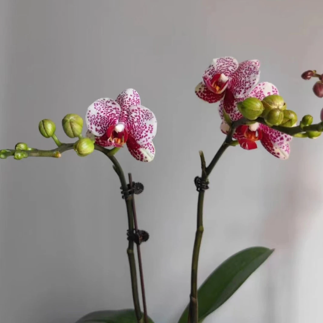 【花之漫】单剑1棵（黑杰克）蝴蝶兰花卉室内桌面观花四季开花盆栽