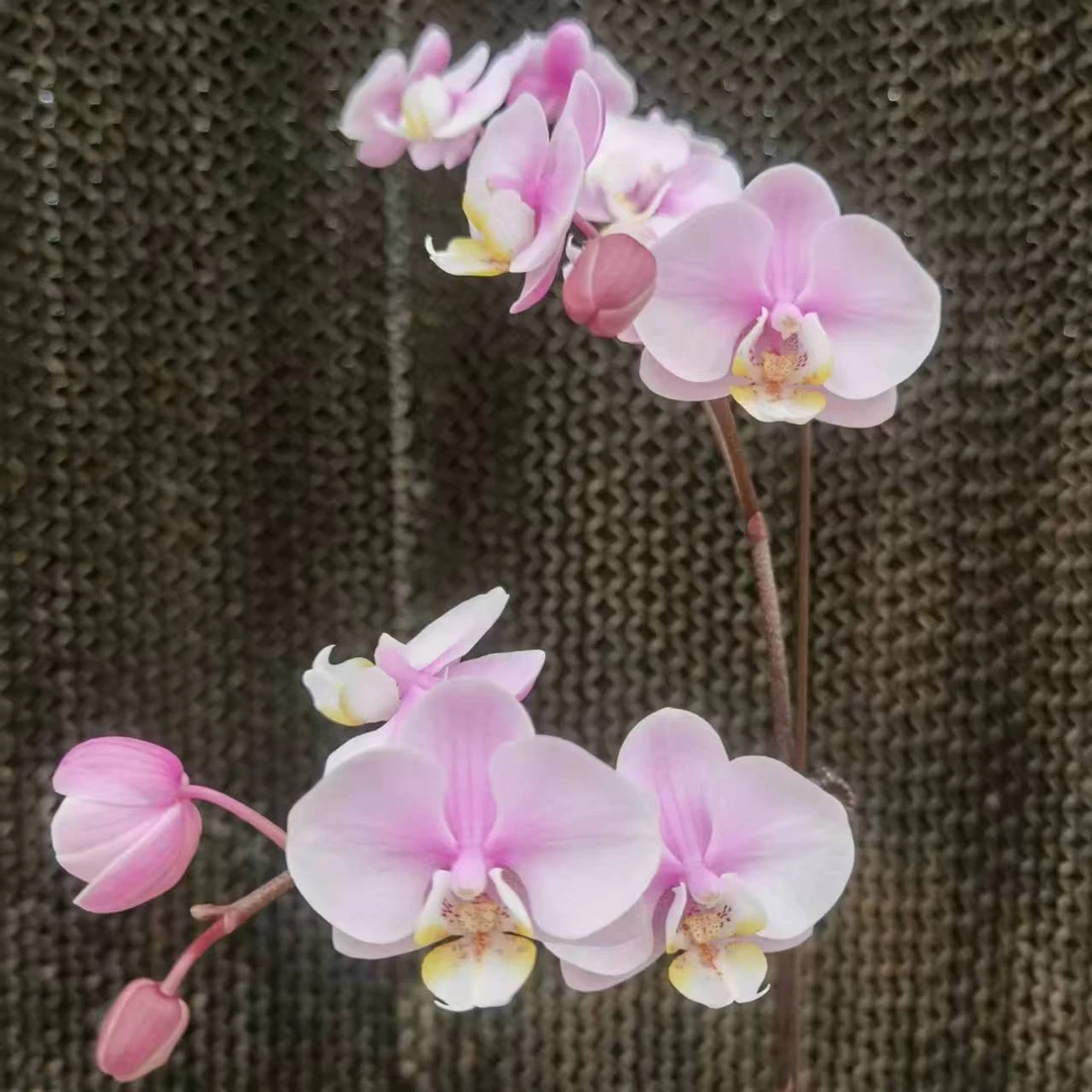 【花之漫】（小梅花）3.0寸杯单剑蝴蝶兰花卉室内阳台桌面盆栽