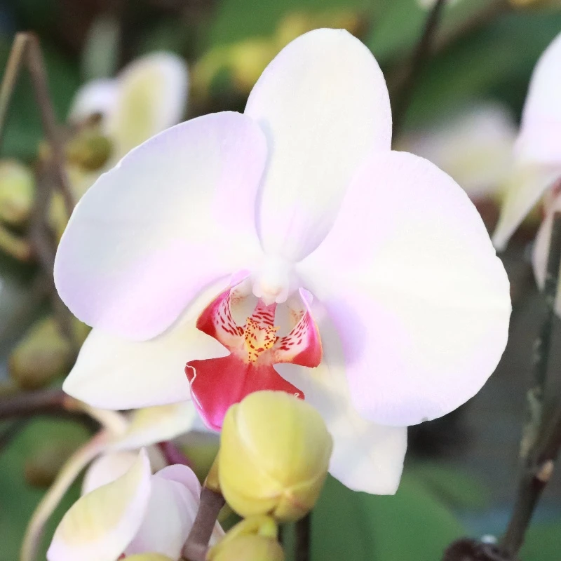 【花之漫】2.8寸杯（安祖布鲁日）蝴蝶兰室内阳台桌面四季开花盆栽