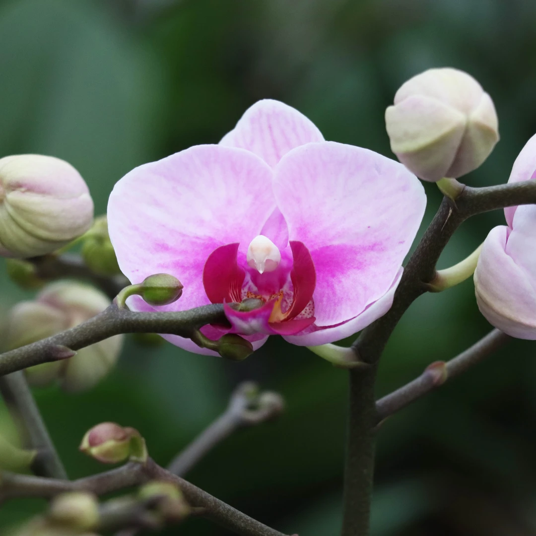 【花之漫】（宝贝）蝴蝶兰室内阳台桌面观花四季开花盆栽