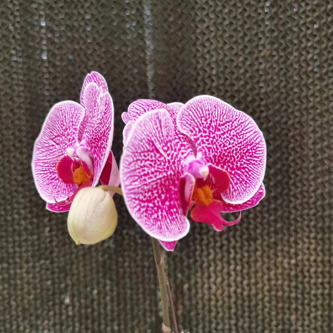 【花之漫】（大爆斑）福利款带花花后苗3.0寸单剑蝴蝶兰花卉