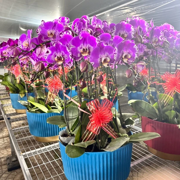 【花之漫】（藏宝图）十颗组盆蝴蝶兰花卉室内阳台桌面观花