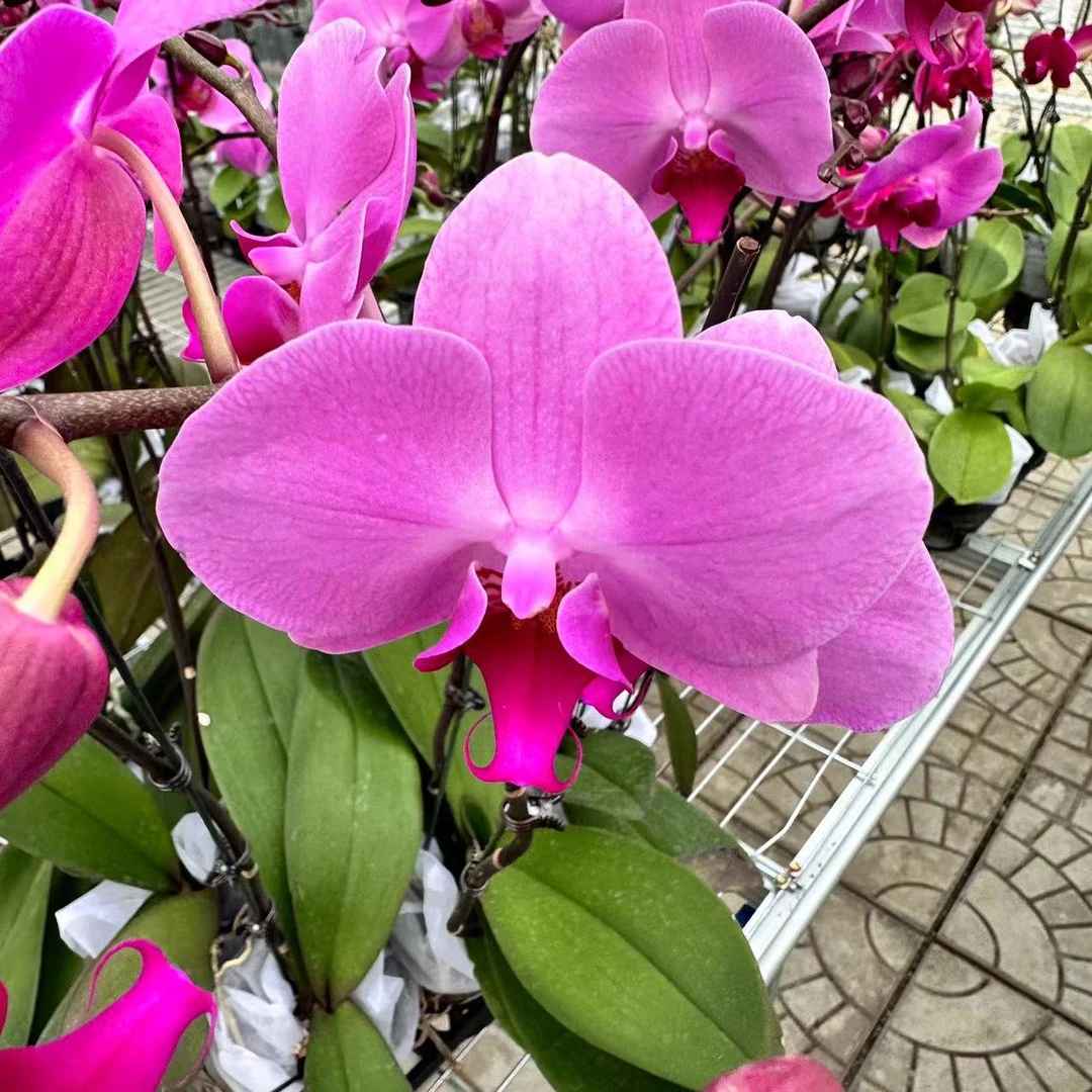 【花之漫】安祖原杯（明尼阿波利斯）蝴蝶兰带花带花苞室内阳台盆栽