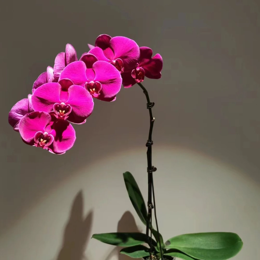 【花之漫】2.8寸大辣椒两颗叶片自然开裂黑粉为磷肥助开花介意勿拍