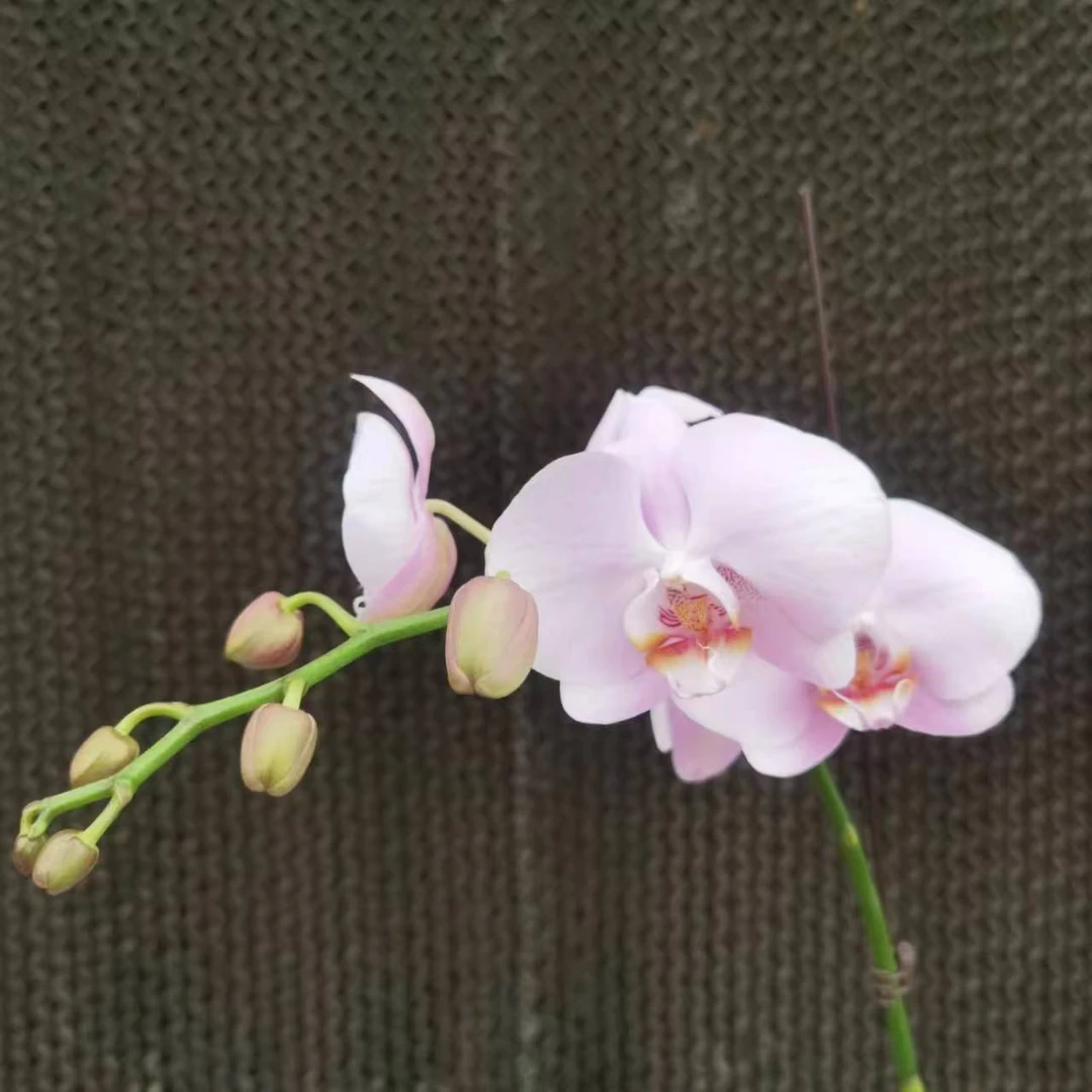【花之漫】（夜来香）3.5寸杯单双剑蝴蝶兰花卉