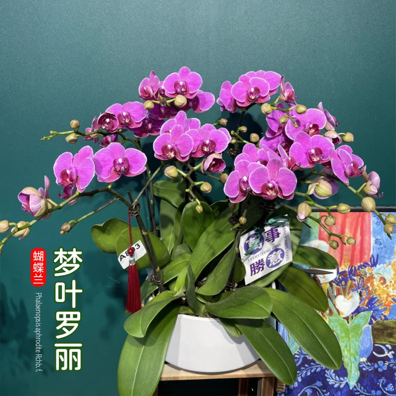 【花之漫】（梦叶萝莉）蝴蝶兰花卉室内阳台桌面观花四季开花盆栽