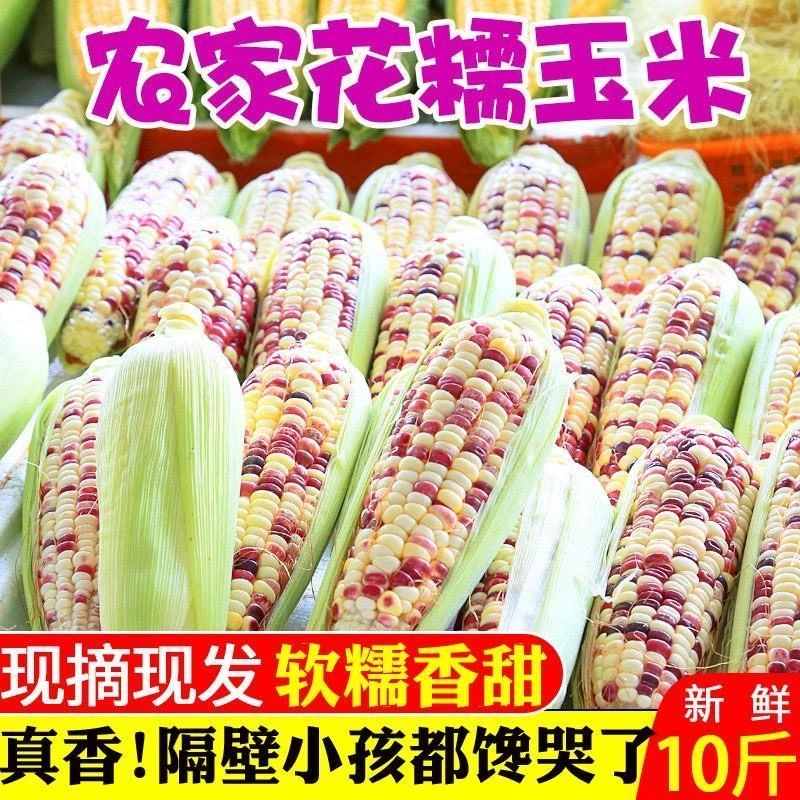 四川当天现摘花糯玉米3/5/9斤水果玉米带皮鲜食农家自种包谷棒子