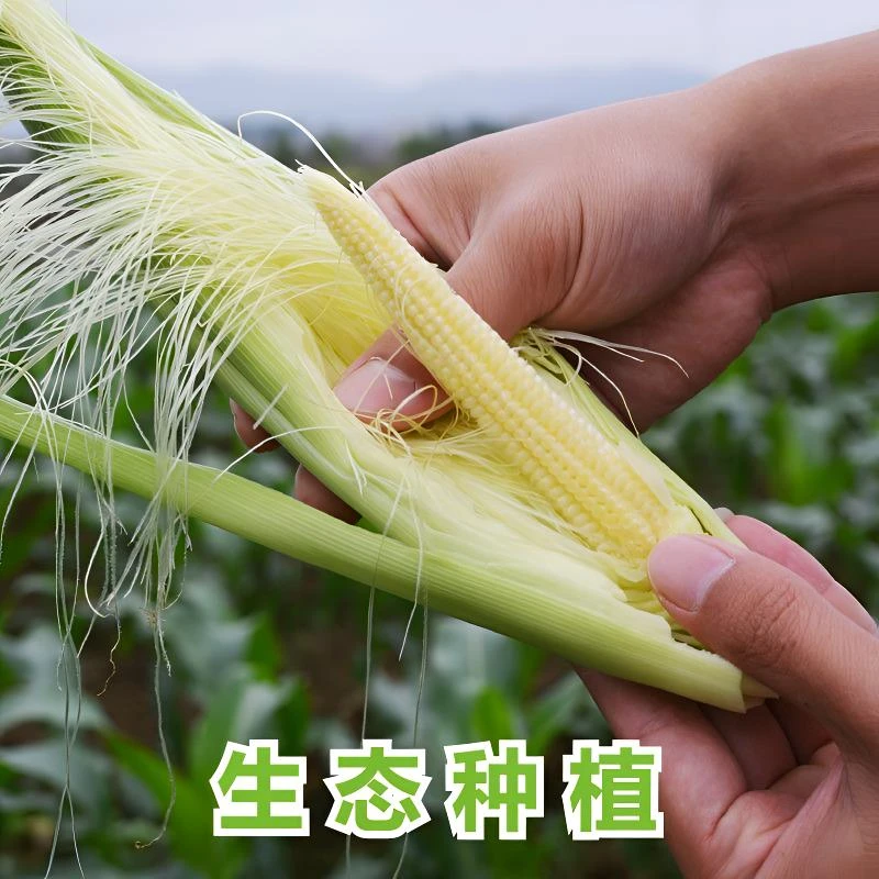 农家自种四川新鲜现摘小玉米笋嫩水果玉米新鲜嫩玉米笋清甜蔬菜