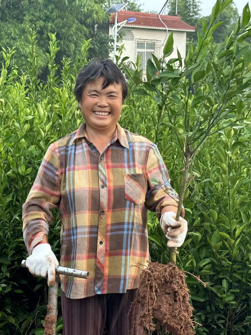 【一物一拍】冬青绿植盆栽地栽杯栽