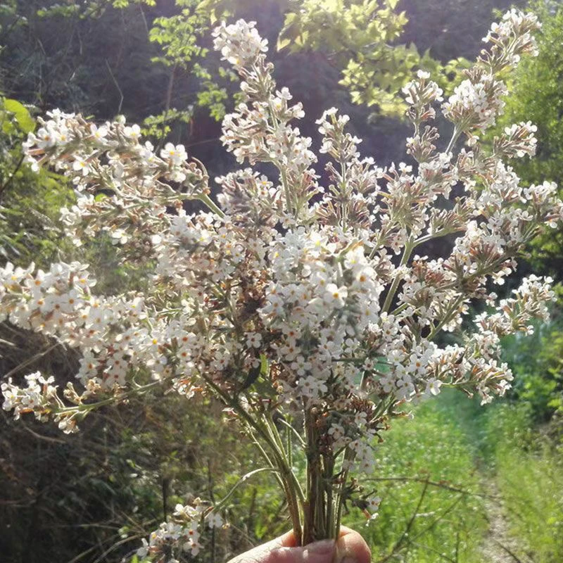 密蒙花，染饭花干货染饭，泡水喝，天然染色料初级农产品散装