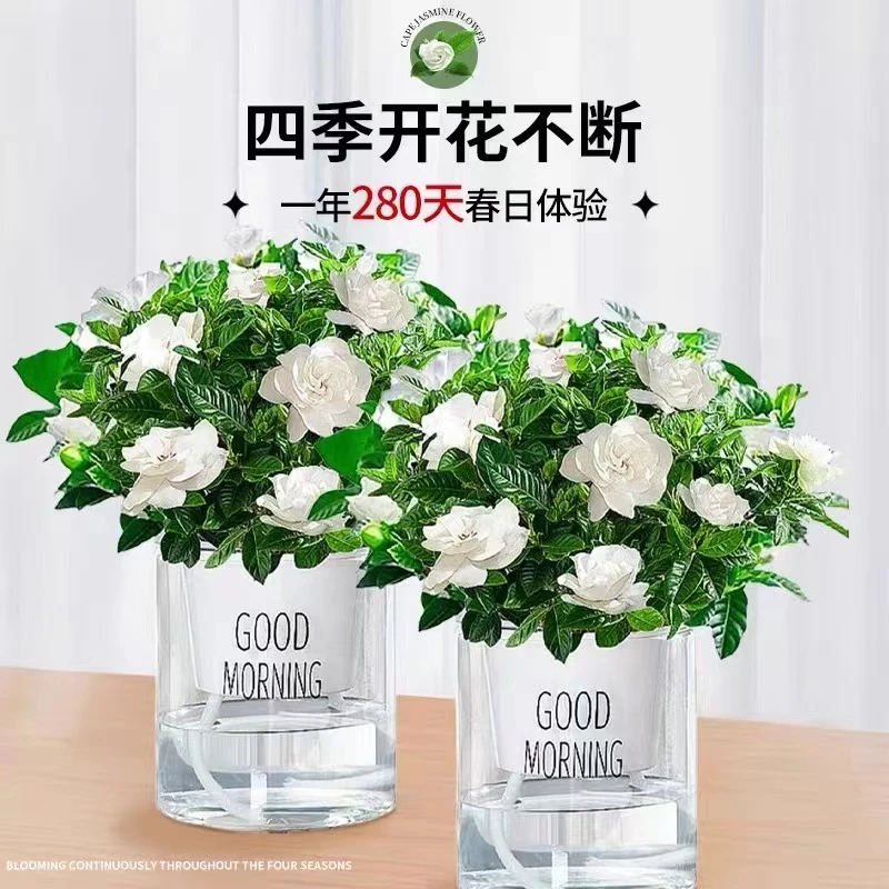 【新疆包邮】栀子花盆栽植物室内净化空气提高空气质量