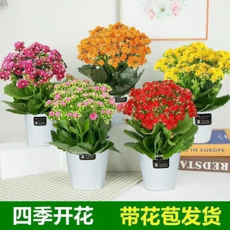 【新疆包邮】长寿花绿植四件套家居净化空气开花时间长