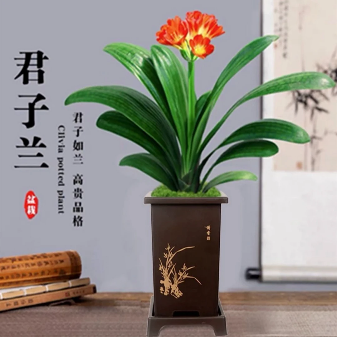 【新疆包邮】东北君子兰花盆底座名品办公室
