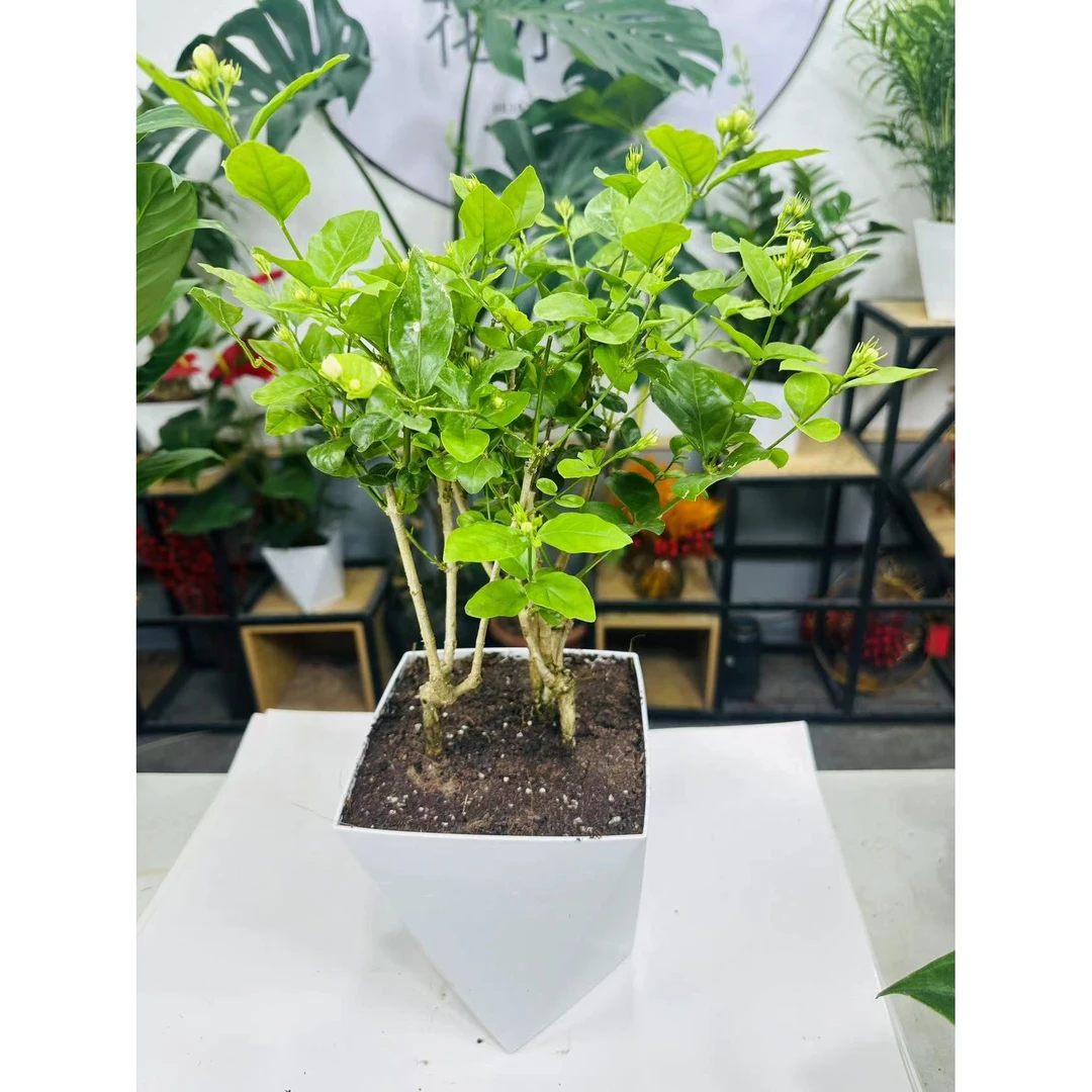 【新疆包邮】重瓣茉莉花花期长香味好闻盆栽
