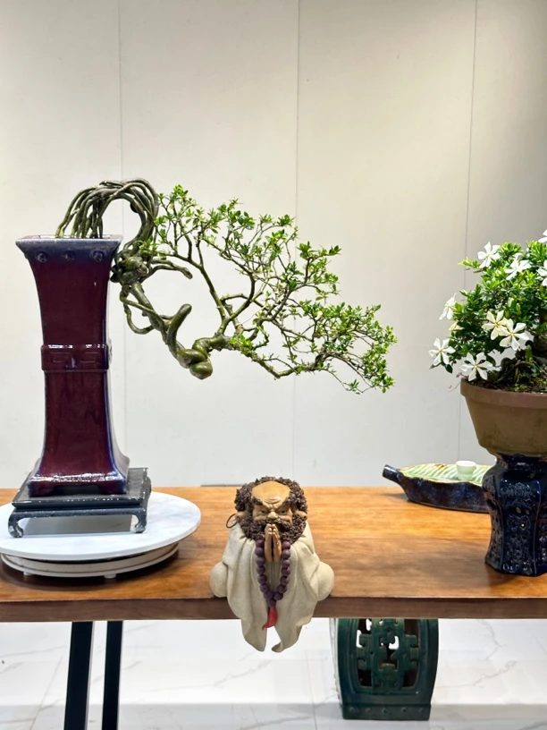 【功夫盆景】悬崖四季榄叶栀子花