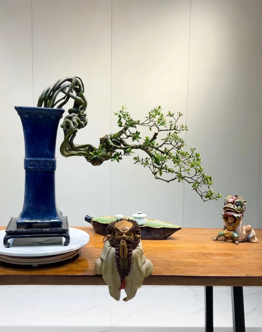 功夫盆景 精品悬崖栀子 四季榄叶