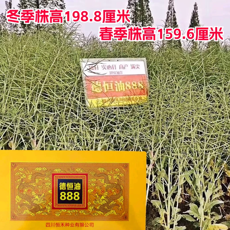 高产矮杆油菜种子德恒油888结荚密满尖产量高春秋可种20000粒/盒