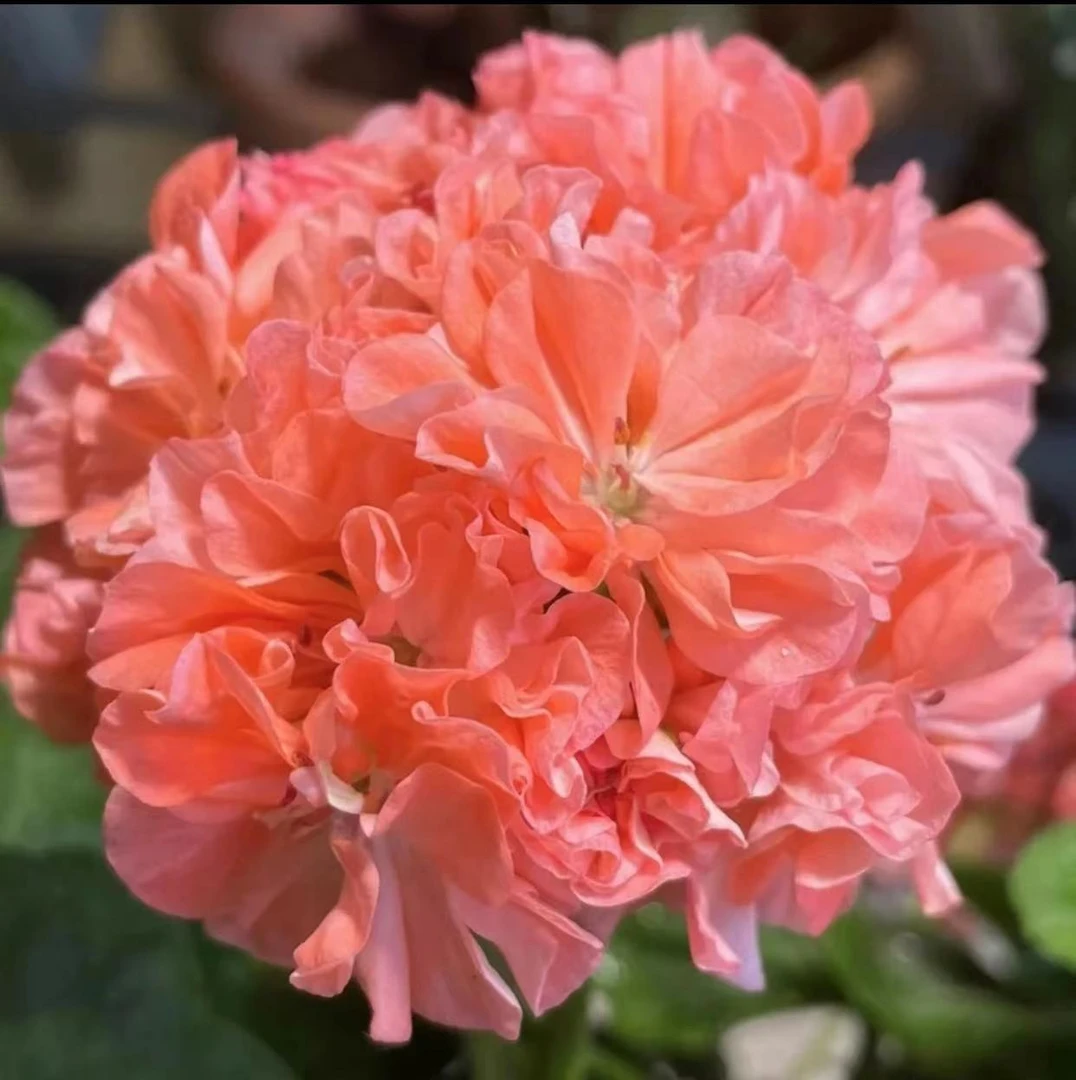 【橘子果酱+垂万】重瓣 天竺葵（包对版）天竺葵包对版