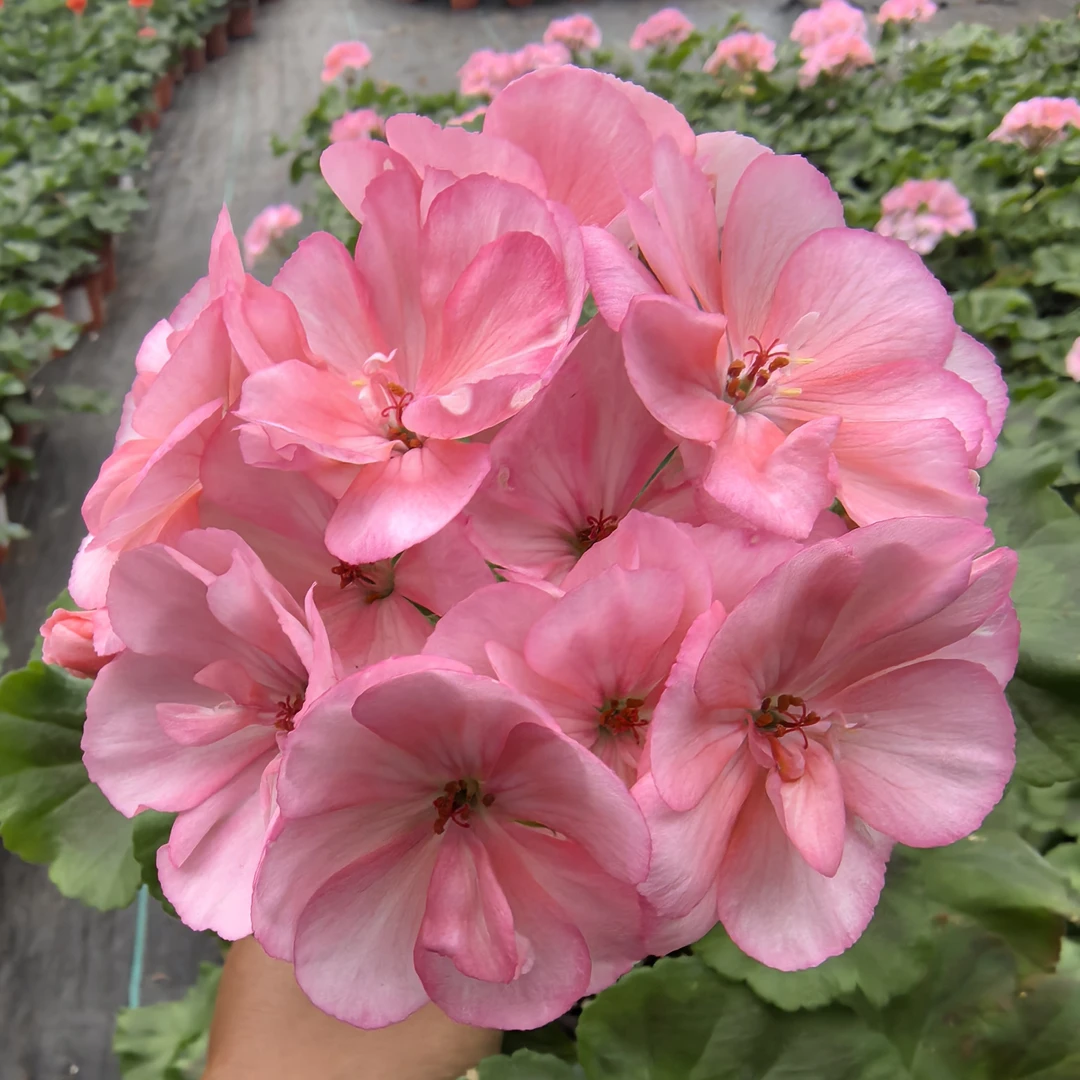 【菲舍857】颜色和大山宫类似，直立大花球 天竺葵 勤花