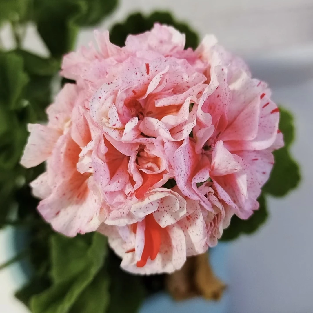 【仙农卡尔】会变色的天竺葵 重瓣花球（会变颜色）