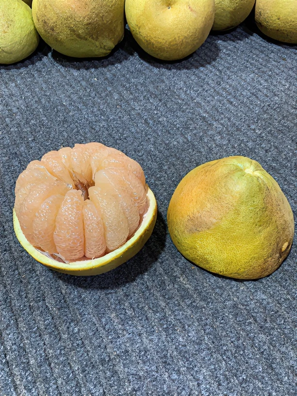 度尾正宗红心文旦柚，纯天然、无裂孔,丑果，花皮果。老树新鲜清甜