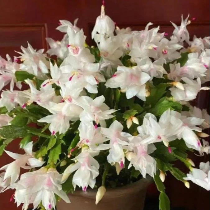 白色蟹爪兰百合带花苞盆栽大苗室内好养客厅阳台客厅绿植大盆栽