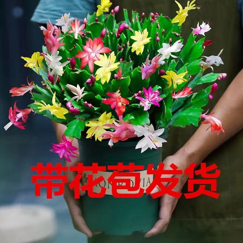 带花苞蟹爪兰盆栽室内阳台绿植花卉好养活客厅植物四季开花年宵花