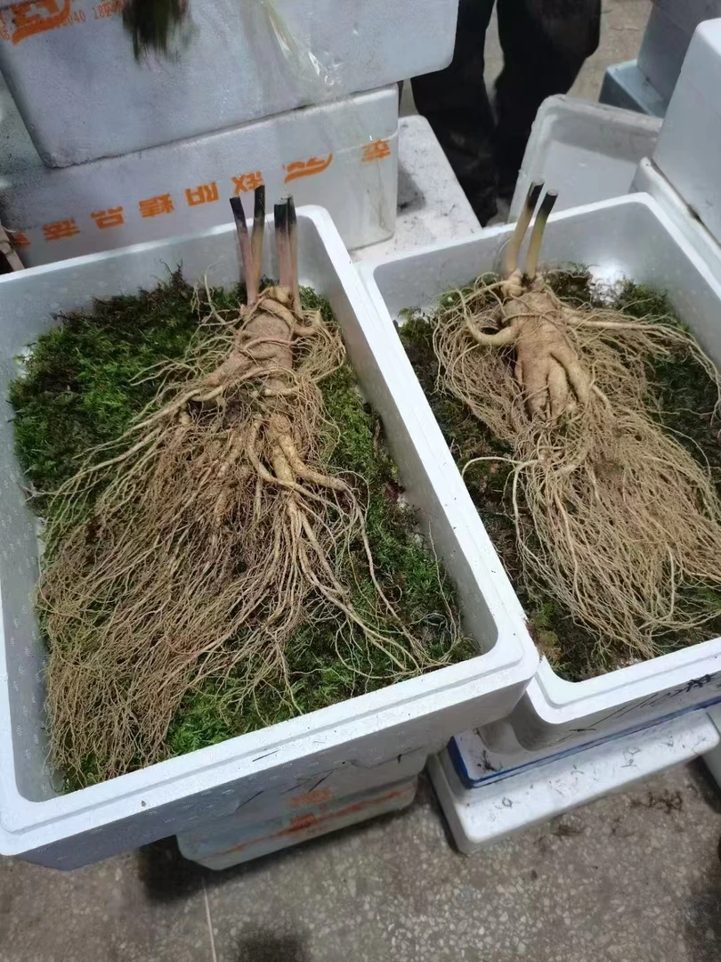 长白山鲜人参一支一斤，净重500克