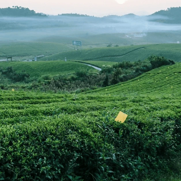 柏柳梅伯珍 百年梅氏2017年碳培荒野群体种贡眉500g