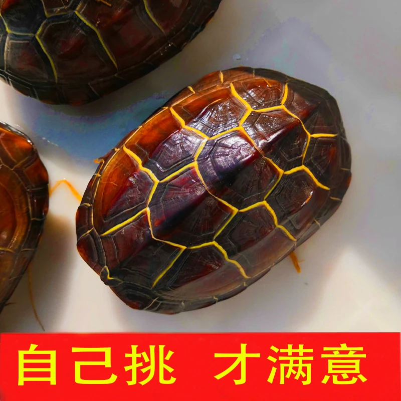 天然完整干净文玩龟甲真乌龟壳盘玩客厅家居摆件车挂富甲手把件