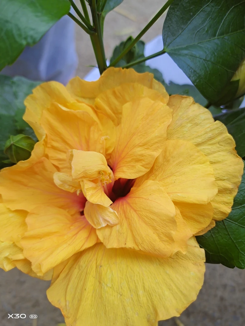 丹麦木槿扶桑花盆栽大花重瓣四季开花植物阳台室内花卉带花苞发货